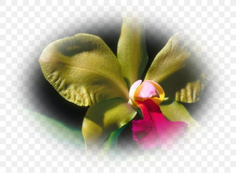 São Roque Do Canaã Rodovia Armando Martineli Moth Orchids Orquidário, PNG, 800x601px, Moth Orchids, Business, Floriculture, Flower, Flowering Plant Download Free