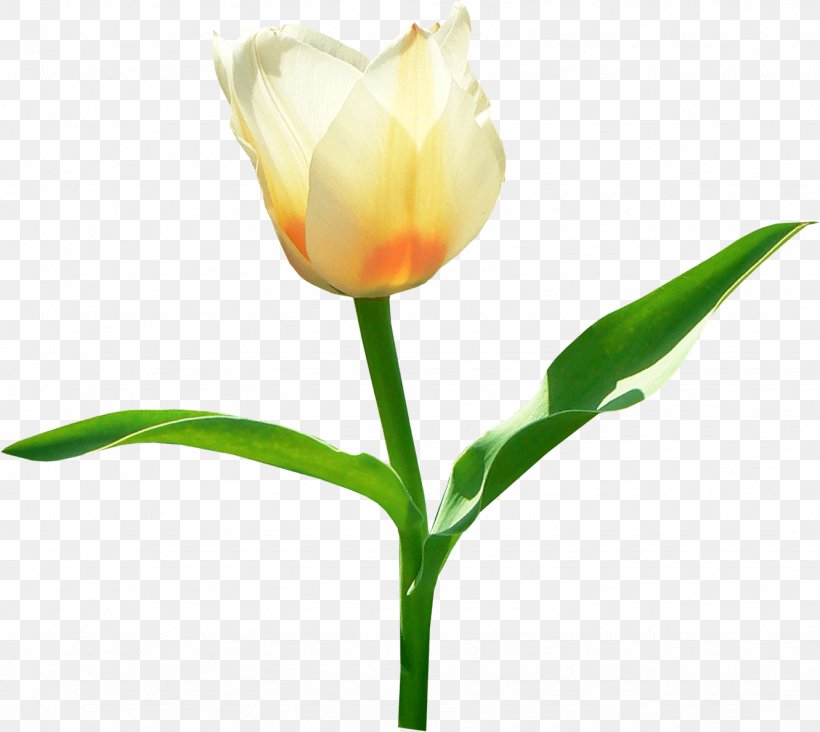 Tulip Flower Clip Art, PNG, 1331x1189px, Tulip, Bud, Cut Flowers, Floral Design, Flower Download Free