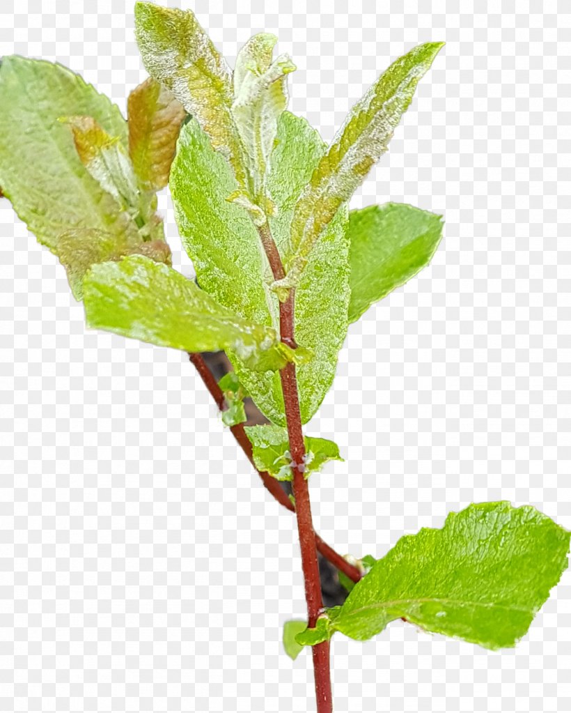 Twig Plant Stem Leaf Herb Plants, PNG, 1303x1627px, Twig, Flower, Flowering Plant, Herb, Leaf Download Free