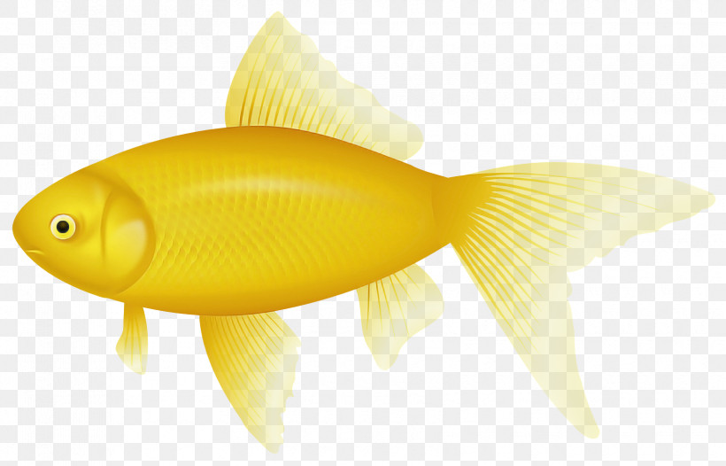Fish Fin Fish Yellow Goldfish, PNG, 1670x1073px, Fish, Bonyfish, Feeder Fish, Fin, Goldfish Download Free