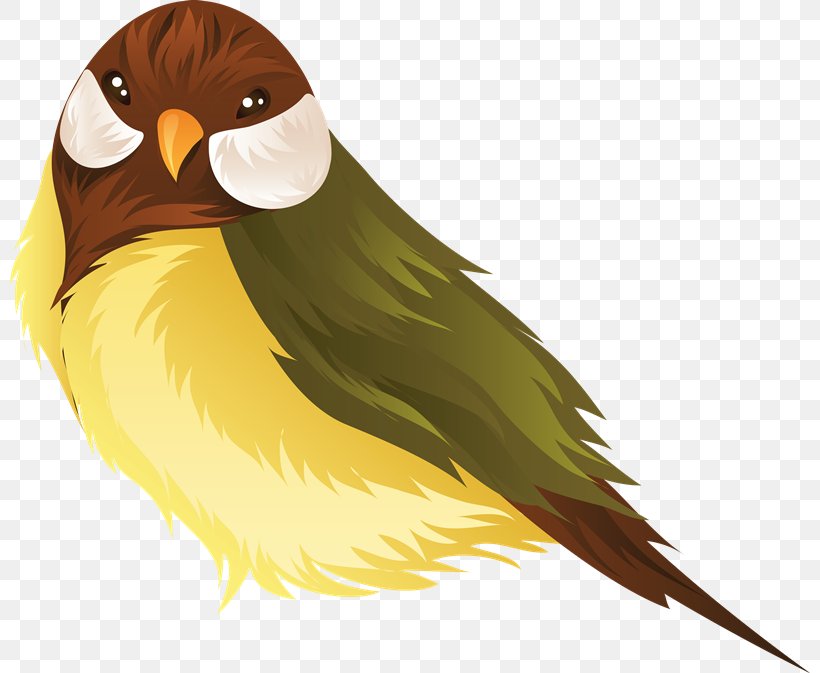Parrot Lovebird Clip Art, PNG, 800x673px, Parrot, Beak, Bird, Bird Of Prey, Fauna Download Free