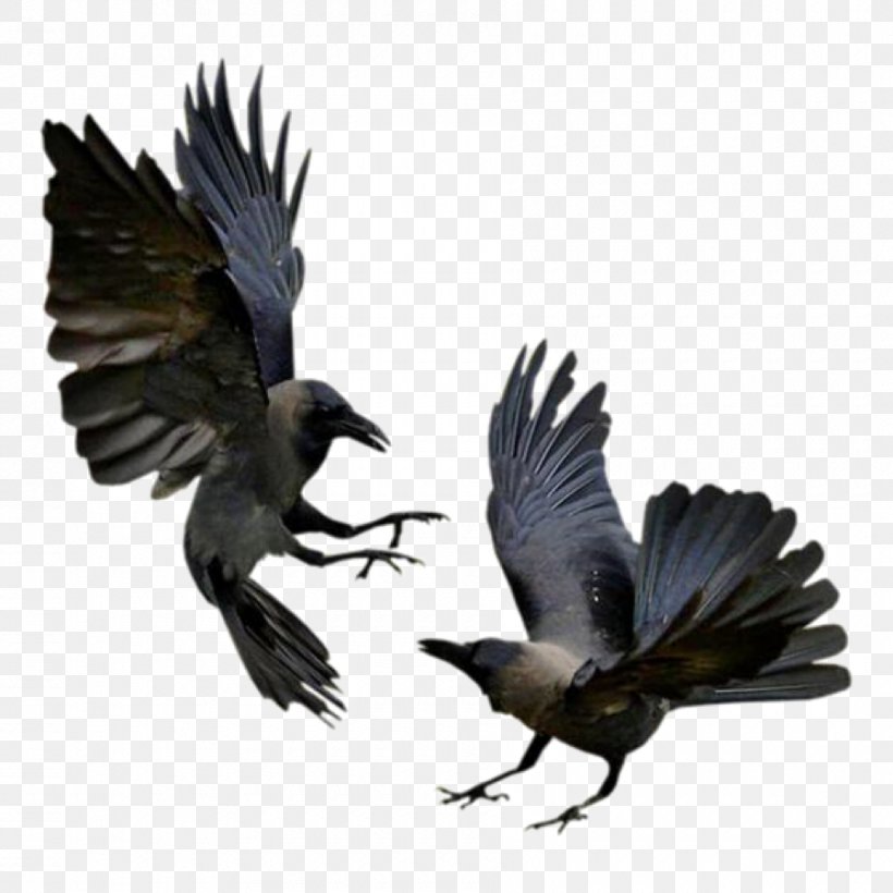 American Crow Rook Bird Common Raven Flight, PNG, 900x900px, American Crow, Beak, Bird, Bird Intelligence, Carrion Crow Download Free
