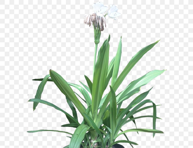 Beach Spider Lily Embryophyta Flowerpot Houseplant, PNG, 600x630px, Embryophyta, Crinum, Flower, Flowering Plant, Flowerpot Download Free