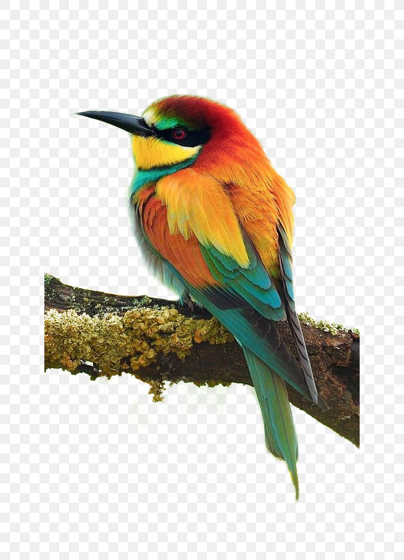 Bird Parrot European Bee-eater Cuteness Wallpaper, PNG, 640x1136px, Bird, Animal, Beak, Beeeater, Bumblebee Download Free
