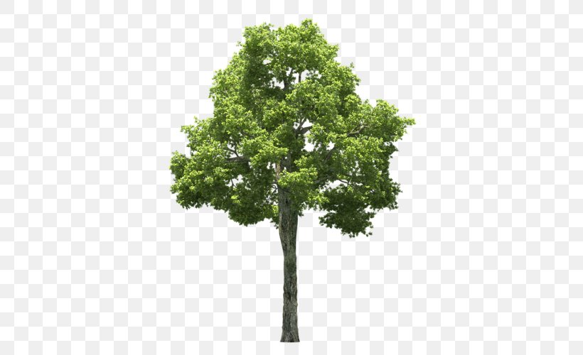 Tree Populus Alba Clip Art, PNG, 500x500px, Tree, Branch, Cottonwood, Oak, Plane Tree Family Download Free