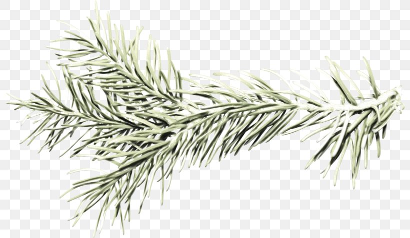 Family Tree Background, PNG, 800x477px, Line Art, American Larch, Branch, Colorado Spruce, Commodity Download Free