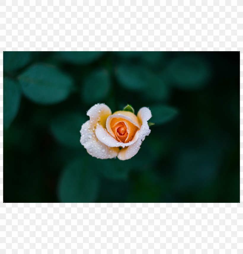 IPhone 6 IPhone 4 IPhone 8 Apple IPhone 7 Plus IPhone X, PNG, 2083x2179px, Iphone 6, Apple Iphone 7 Plus, Flower, Flowering Plant, Garden Roses Download Free