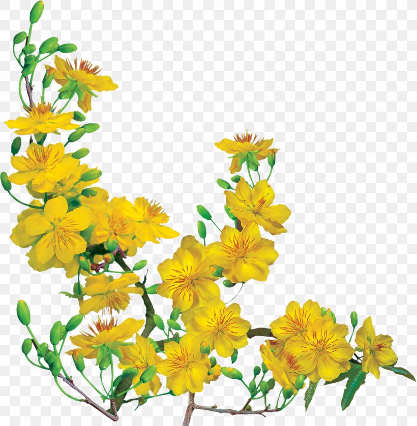 Ochna Integerrima Plum Blossom Lunar New Year, PNG, 953x976px, Ochna Integerrima, Branch, Chrysanths, Color, Cut Flowers Download Free