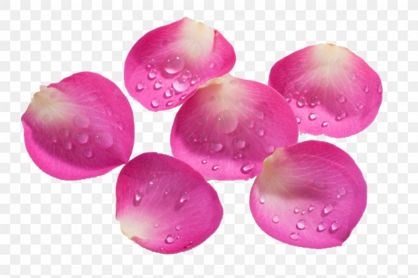 Petal Pink Designer, PNG, 1024x682px, Petal, Designer, Flower, Gratis, Magenta Download Free