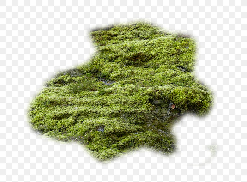 Texture Mapping Bryophyte, PNG, 803x603px, Texture Mapping, Bryophyte, Computer Software, Game, Grass Download Free