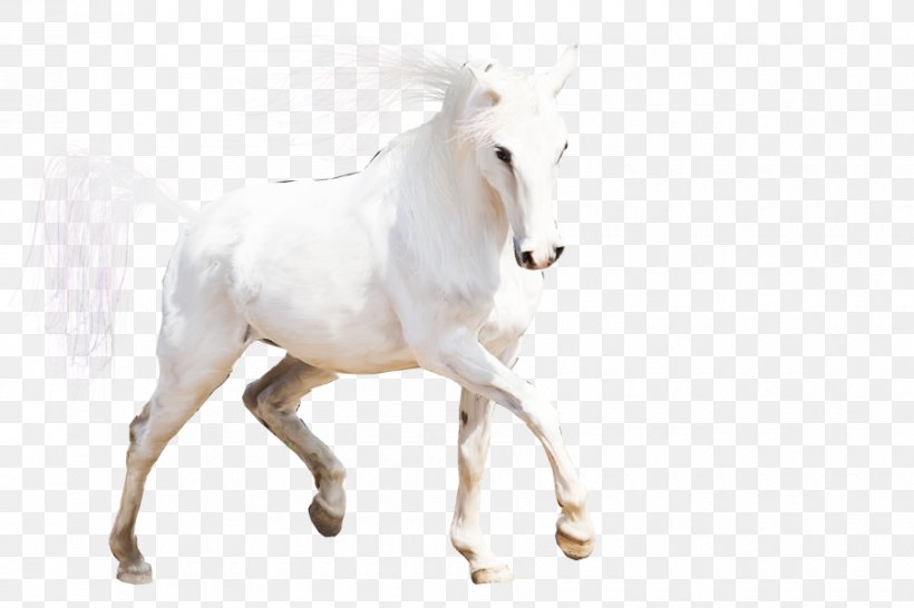Arabian Horse Mustang Stallion Horses Mare, PNG, 900x600px, Arabian Horse, Animal, Animal Figure, Black, Breed Download Free