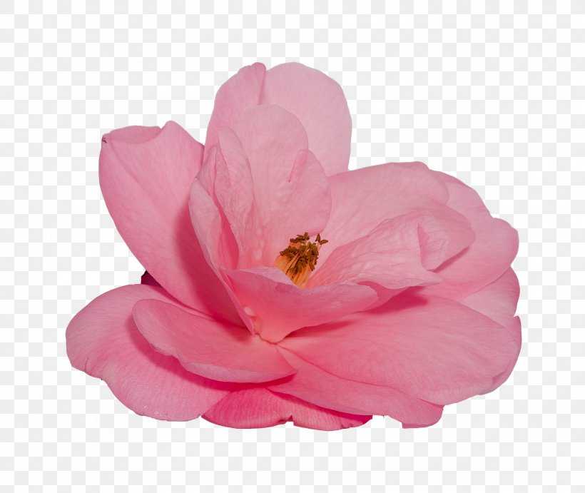 Pink Flower Cartoon, PNG, 1920x1620px, Flower, Blossom, Blue, Floral Design, Magnolia Download Free