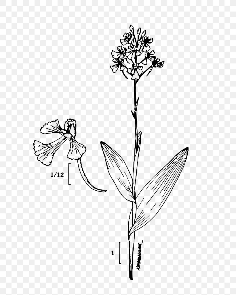 Platanthera Peramoena Plant Sketch, PNG, 731x1023px, Platanthera Peramoena, Artwork, Black And White, Branch, Butterfly Download Free