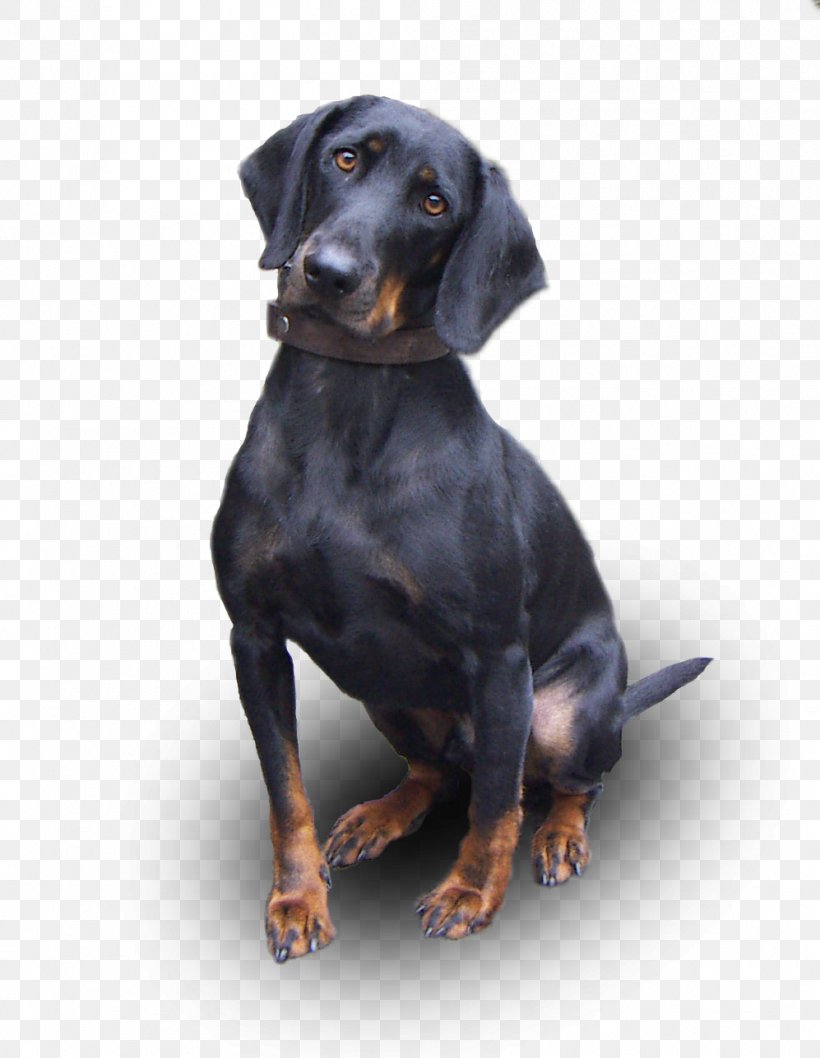 Austrian Black And Tan Hound Black And Tan Coonhound Tyrolean Hound Styrian Coarse-haired Hound Polish Hound, PNG, 997x1287px, Austrian Black And Tan Hound, Animal, Behavior, Bible, Black And Tan Coonhound Download Free