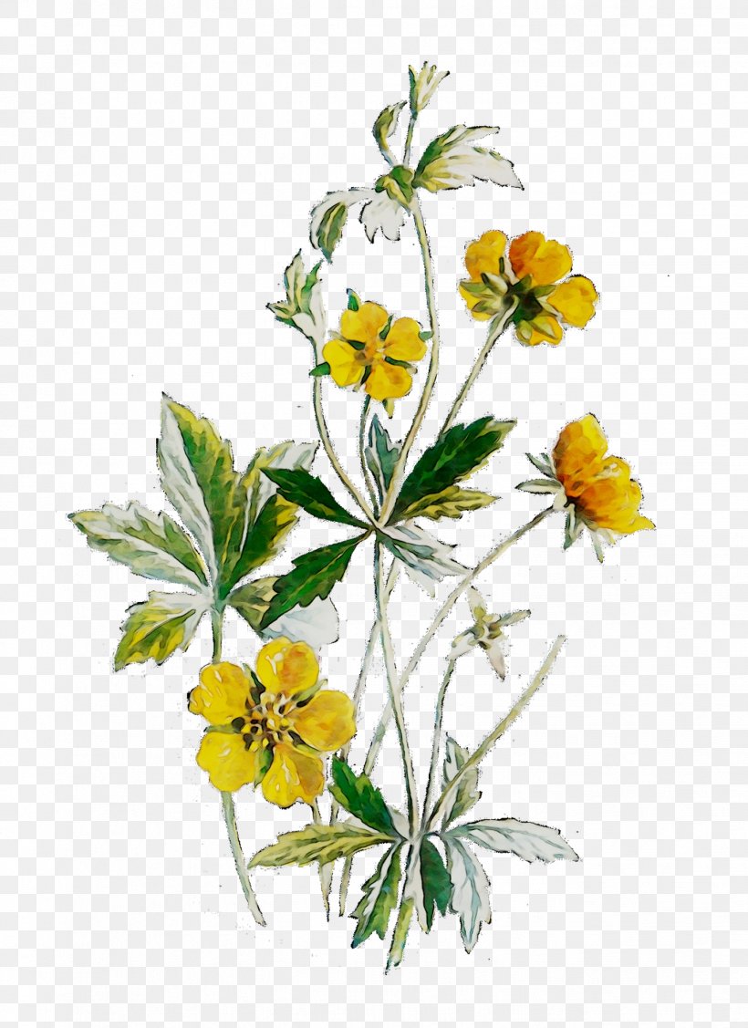 Cut Flowers Plant Stem Herbaceous Plant Herbalism, PNG, 1443x1984px, Cut Flowers, Botany, Buttercup, Cinquefoil, Common Tormentil Download Free