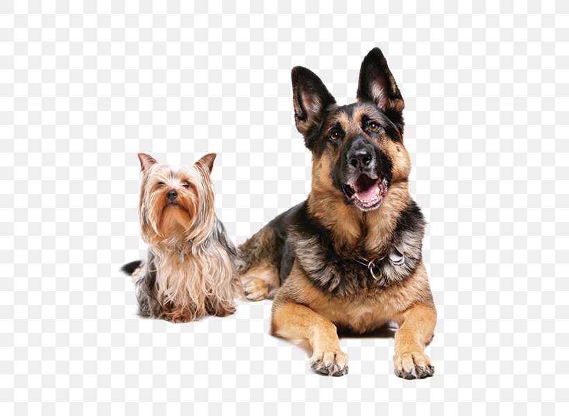 Pet Sitting Dog Cat Veterinarian, PNG, 600x600px, Pet Sitting, Carnivoran, Cat, Dog, Dog Breed Download Free