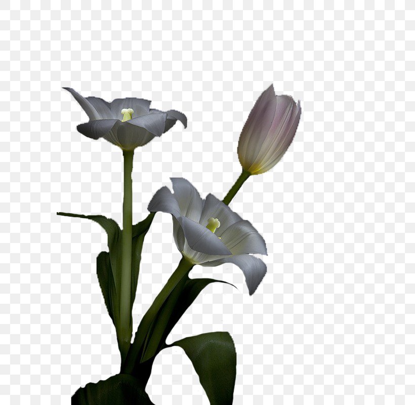 Plant Stem, PNG, 596x800px, Plant Stem, Arum, Flower, Flowering Plant, Iris Download Free