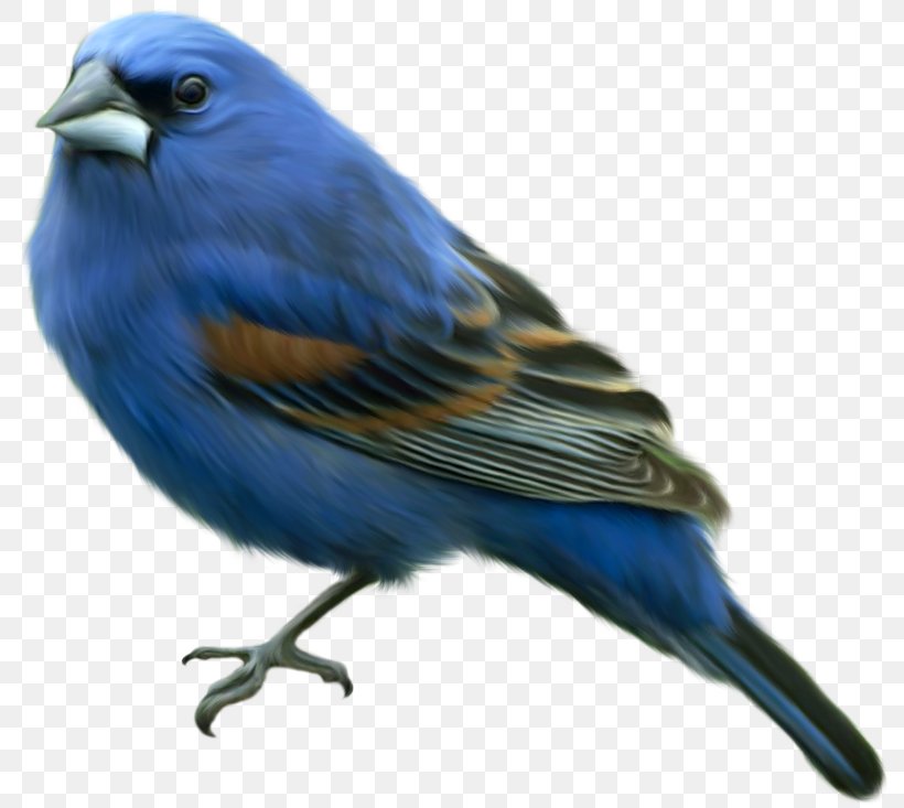 Domestic Canary Eastern Bluebird Finches Reptile, PNG, 800x733px, Domestic Canary, American Goldfinch, Atlantic Canary, Beak, Bird Download Free
