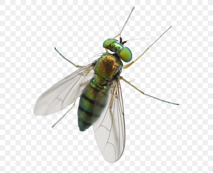 Greenhead Horse Fly Mosquito Pest Control Pterygota, PNG, 600x667px, Fly, A1 Exterminators, Arthropod, Bed Bug, Bed Bug Bite Download Free
