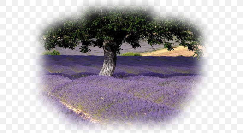 Flower Field, PNG, 600x450px, Lavander Field, Avignon, English Lavender, Field, Flower Download Free