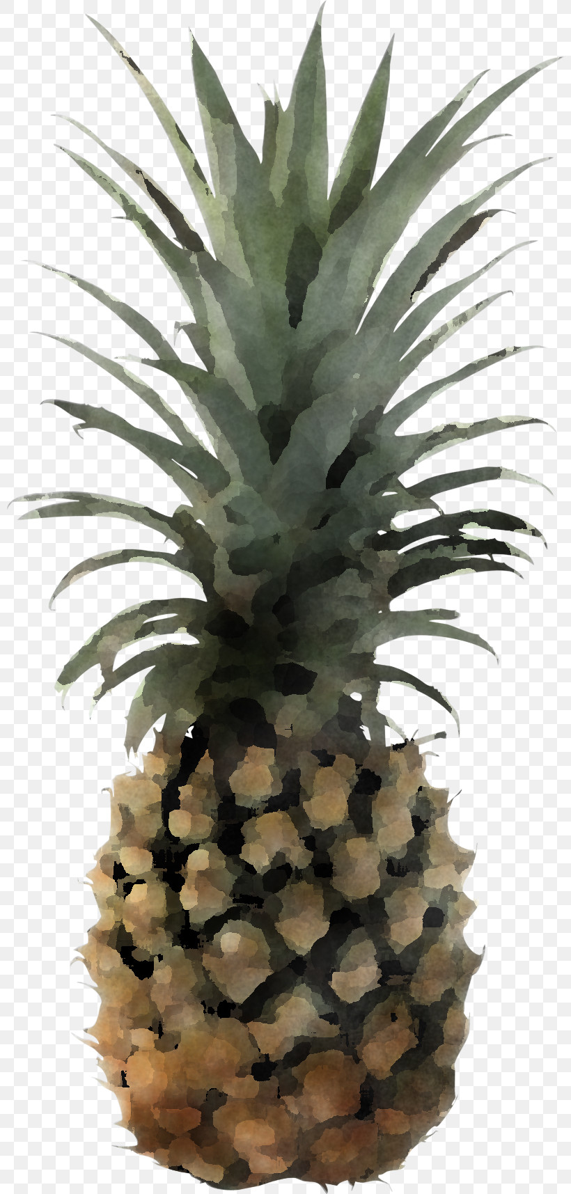 Pineapple, PNG, 800x1715px, Pineapple, Fruit, Plants, Royaltyfree Download Free