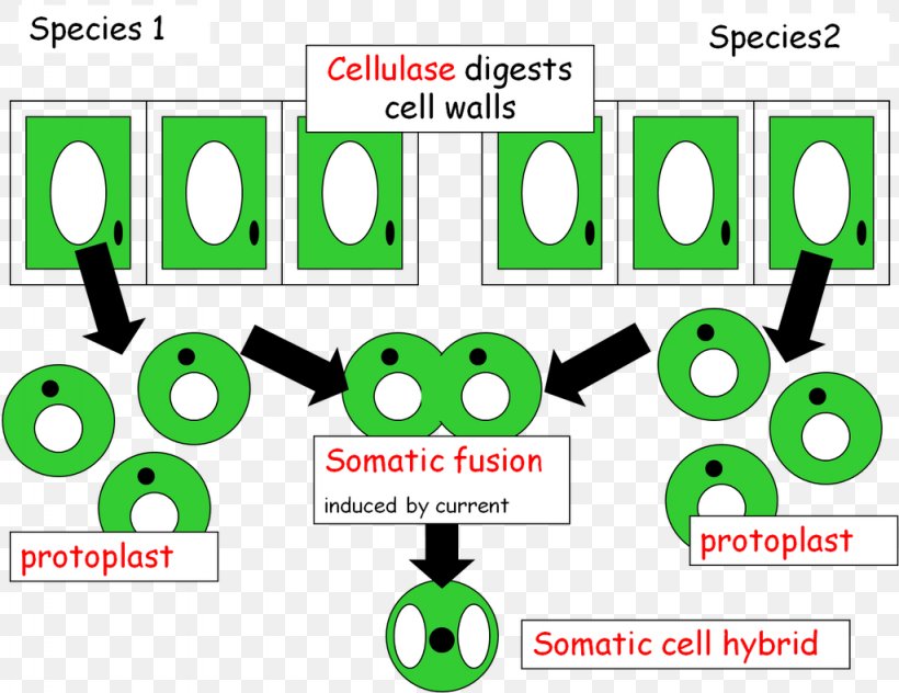 Somatic Fusion Genetic Engineering Genetics Somatic Cell Mrs Matheson, PNG, 1024x790px, Genetic Engineering, Area, Brand, Communication, Engineering Download Free
