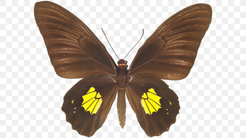 Brush-footed Butterflies Pieridae Gossamer-winged Butterflies Moth Butterfly, PNG, 600x461px, Brushfooted Butterflies, Arthropod, Brush Footed Butterfly, Butterfly, Gossamerwinged Butterflies Download Free