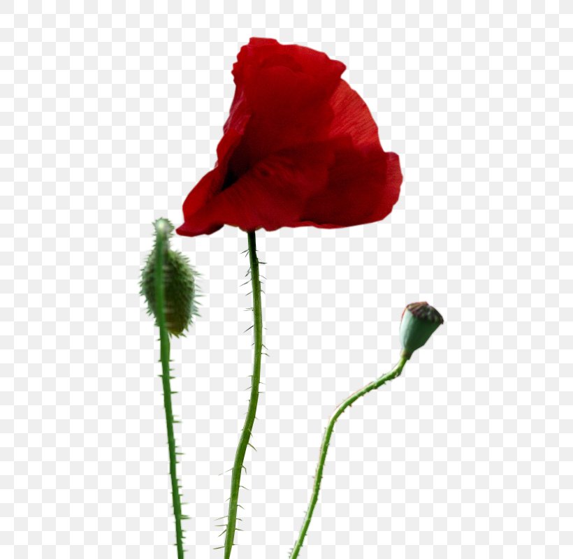 Common Poppy Drawing Painting Clip Art, PNG, 563x800px, Watercolor, Cartoon, Flower, Frame, Heart Download Free