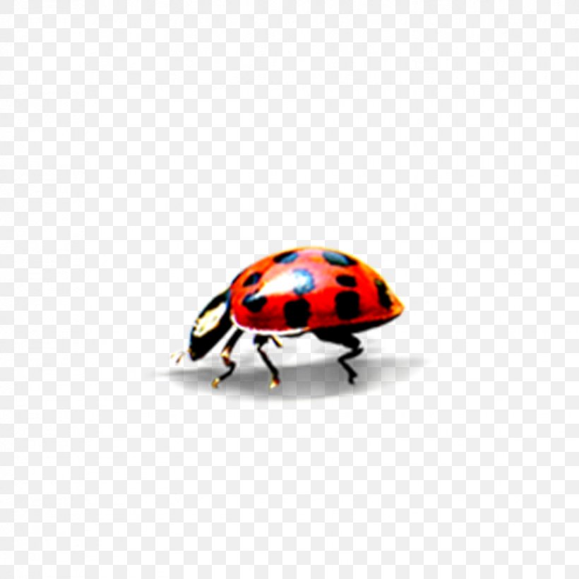 Ladybird Clip Art, PNG, 827x827px, Ladybird, Arthropod, Beetle, Insect, Invertebrate Download Free