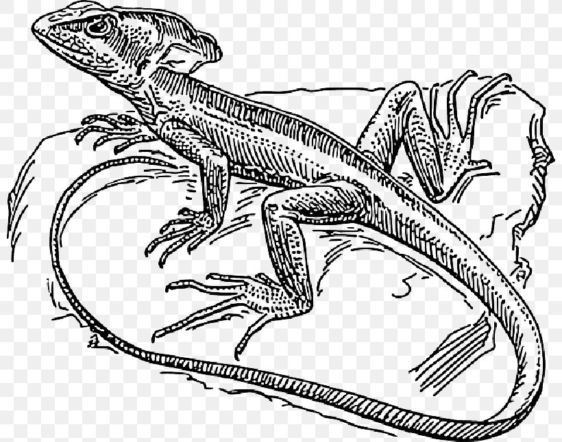 Lizard Common Basilisk Drawing Coloring Book Reptile, PNG, 800x646px, Lizard, Amphibian, Animal Figure, Basilisk, Claw Download Free