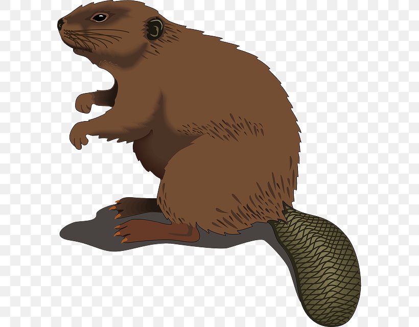 Beaver Clip Art, PNG, 595x640px, Beaver, Beaver Dam, Blog, Carnivoran, Cartoon Download Free