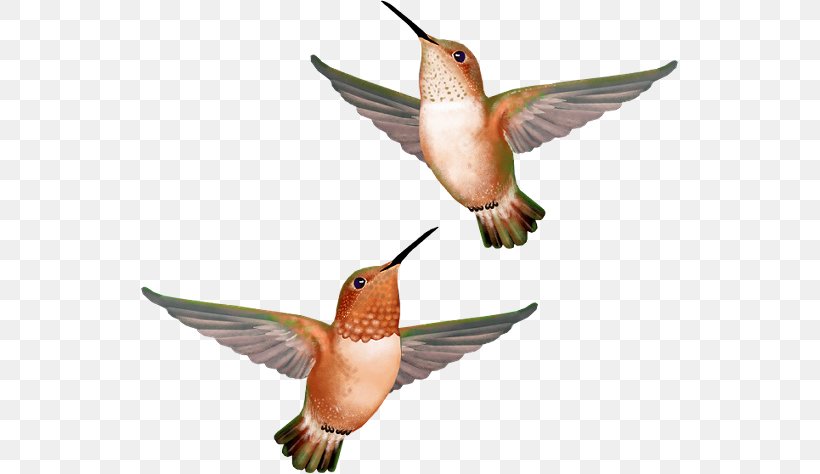 Hummingbird, PNG, 537x474px, Hummingbird, Askartelu, Beak, Bird, Decoupage Download Free