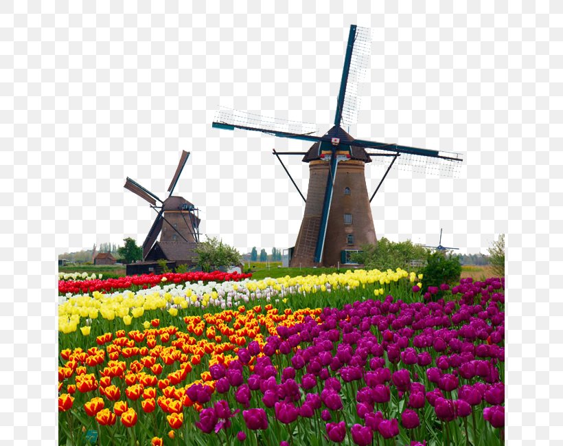 Kinderdijk Windmill Stock Photography Watermill Royalty-free, PNG, 650x649px, Kinderdijk, Energy, Field, Flora, Flower Download Free