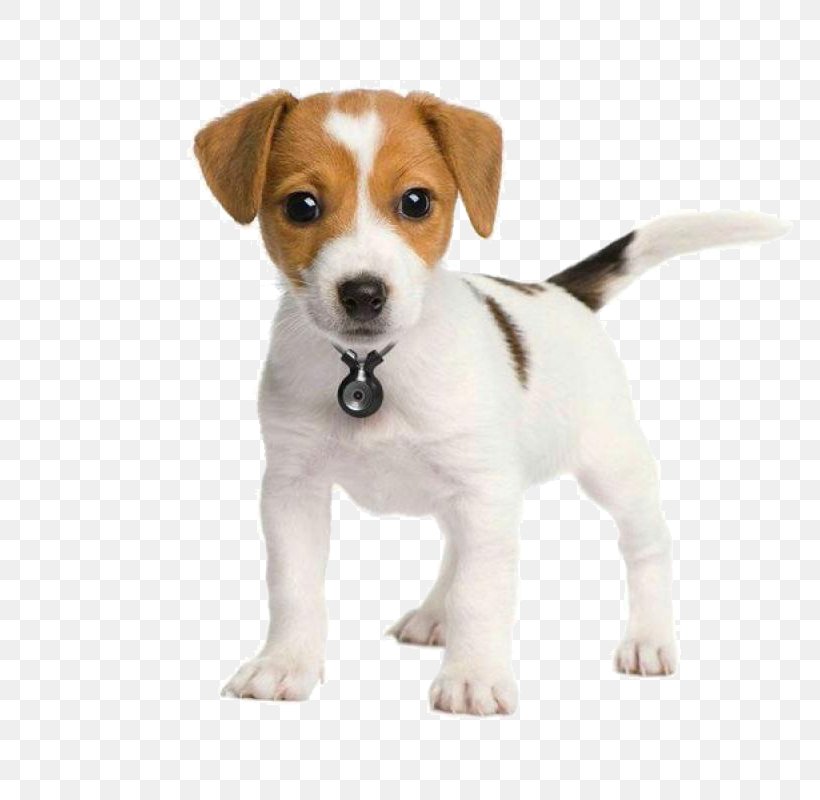 The Parson And Jack Russell Terriers Parson Russell Terrier Puppy, PNG, 800x800px, Jack Russell Terrier, American Kennel Club, Beagle, Brazilian Terrier, Breed Download Free