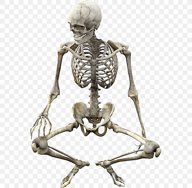Vertebrate Human Skeleton Bone Anatomy, PNG, 561x800px, Vertebrate, Anatomy, Bone, Exoskeleton, Homo Sapiens Download Free