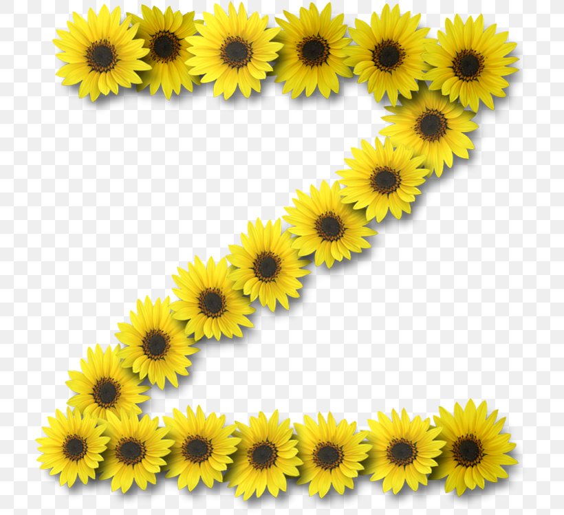 Common Sunflower Letter Case Alphabet Information, PNG, 719x749px, Common Sunflower, Alphabet, Annual Plant, Daisy Family, Flower Download Free