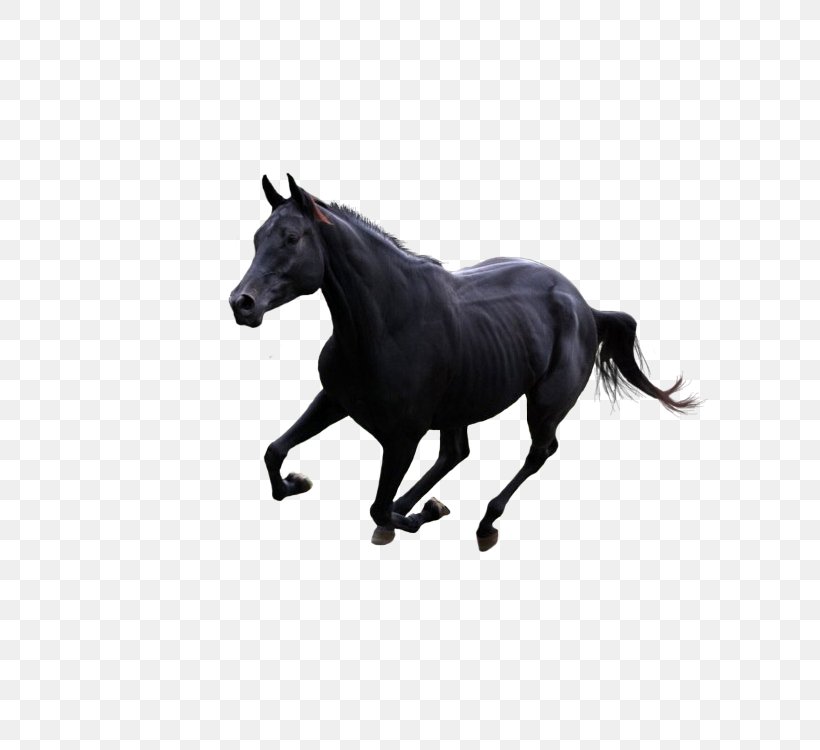 Horse Gallop Pony, PNG, 750x750px, Horse, Black, Black And White, Bridle, Gallop Download Free