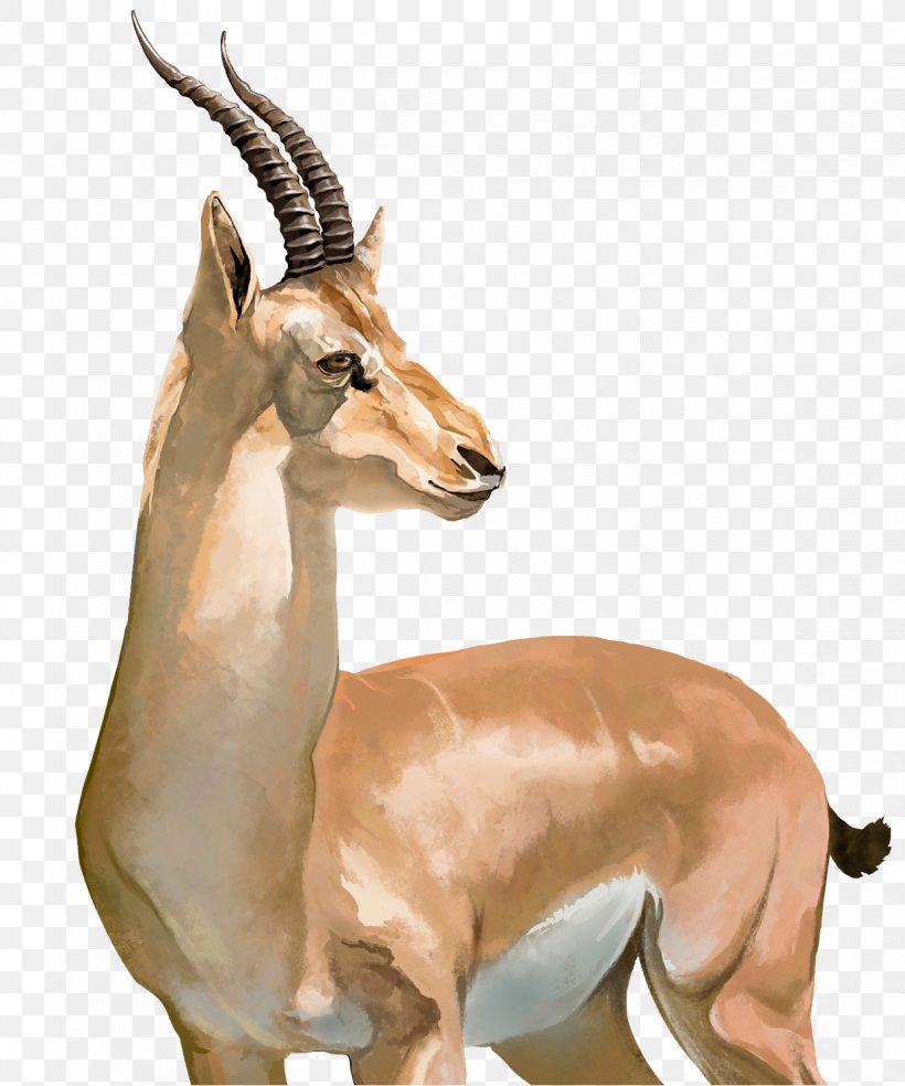 Impala Tibetan Antelope Springbok Cheetah, PNG, 1239x1488px, Antelope, African Antelope, Cow Goat Family, Fauna, Gazelle Download Free