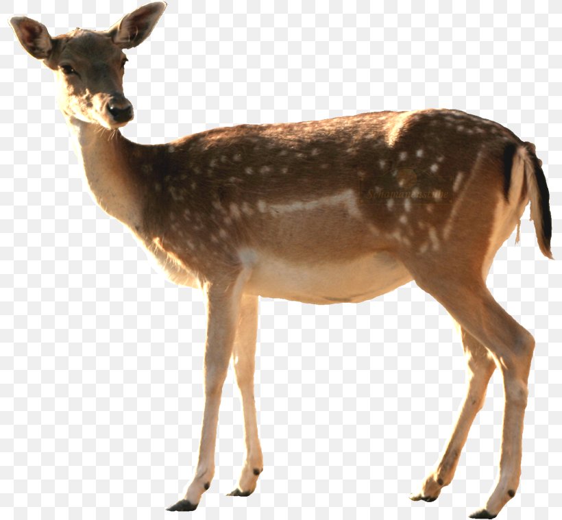 Roe Deer White-tailed Deer Rostock Zoo, PNG, 800x759px, Roe Deer, Animal, Antelope, Antler, Deer Download Free