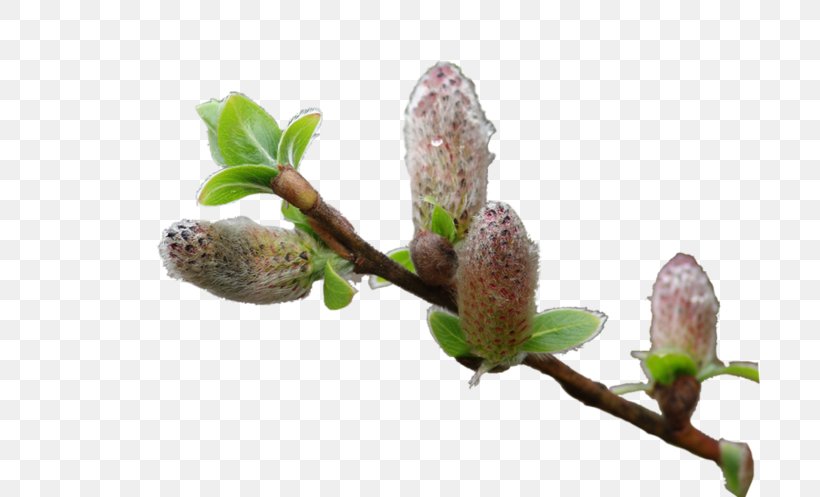 Twig Bud Tree Willow, PNG, 700x497px, Twig, Branch, Bud, Computer, Easter Download Free