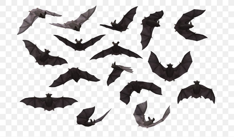 Bat Free Content Clip Art, PNG, 700x481px, Bat, Black And White, Fauna, Free Content, Wing Download Free