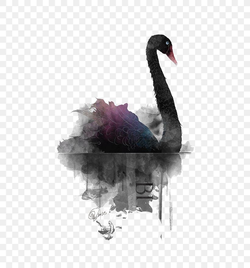 helgen Ofte talt perforere Black Swan Painting, PNG, 658x879px, Black Swan, Animal, Art, Beak, Bird  Download Free