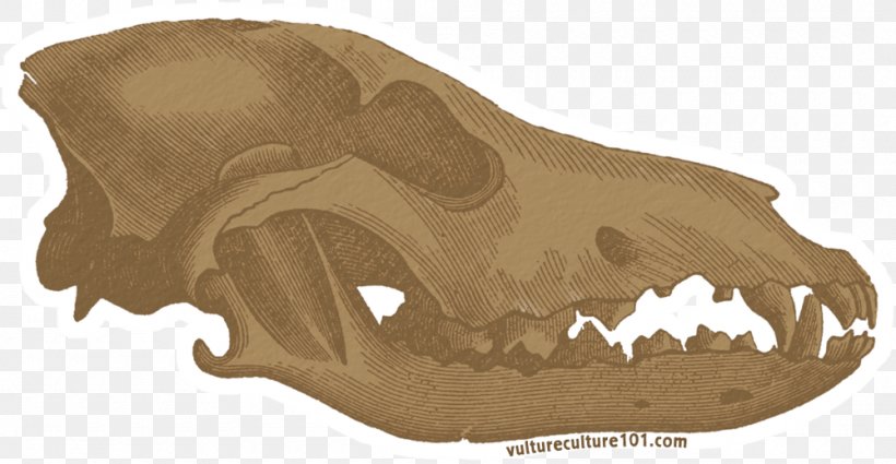 Gray Wolf Skull Clip Art, PNG, 1000x519px, Gray Wolf, Animal, Bone, Carnivoran, Document Download Free