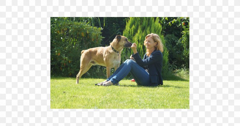 Mongrel Free-ranging Dog Poodle Pug Adoption, PNG, 1200x630px, Mongrel, Adoption, Dog, Dog Breed, Dog Like Mammal Download Free