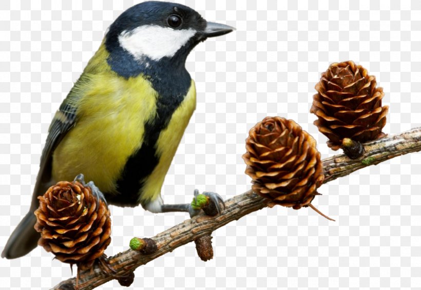 Bird Image Photography, PNG, 1280x883px, Bird, Animal, Beak, Digital Image, Fauna Download Free