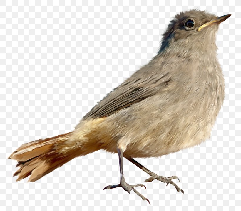 Common Nightingale House Sparrow Lark Bird, PNG, 800x716px, Common Nightingale, American Sparrows, Beak, Bird, Emberizidae Download Free