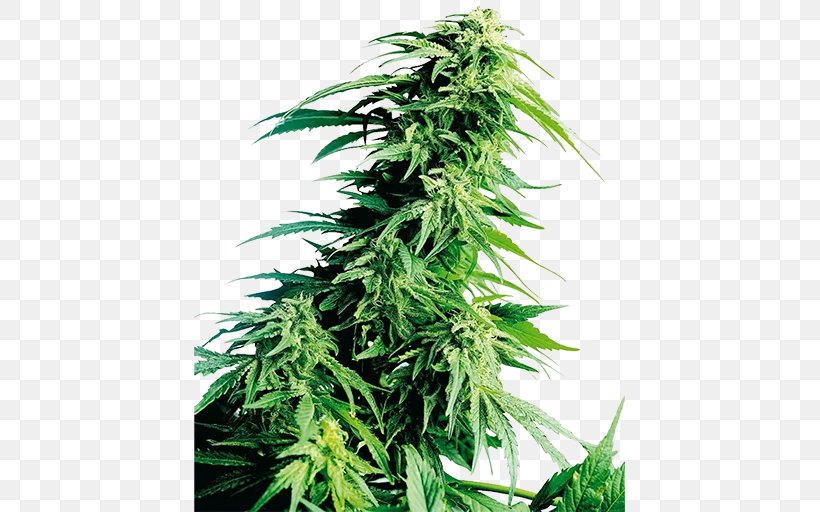 Landrace Cannabis Cultivation Kush Autoflowering Cannabis, PNG, 512x512px, Landrace, Autoflowering Cannabis, Cannabidiol, Cannabis, Cannabis Cultivation Download Free