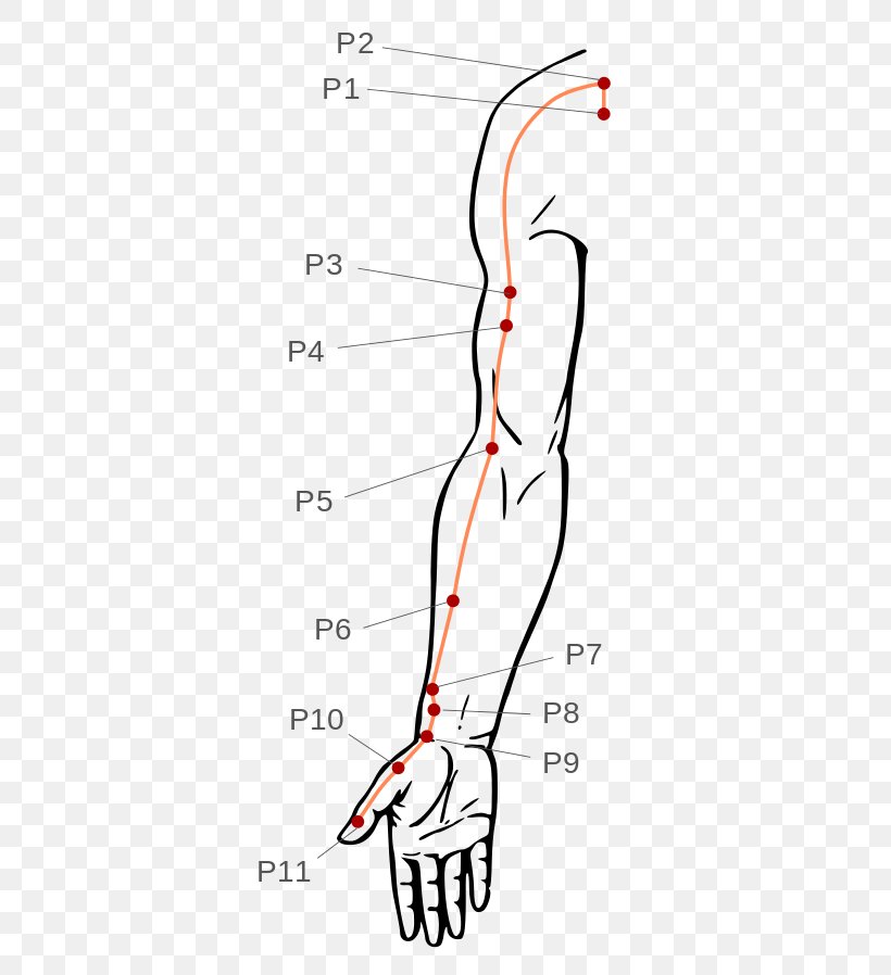 Thumb Pressure Point Acupressure Acupuncture Meridian, PNG, 505x898px, Watercolor, Cartoon, Flower, Frame, Heart Download Free