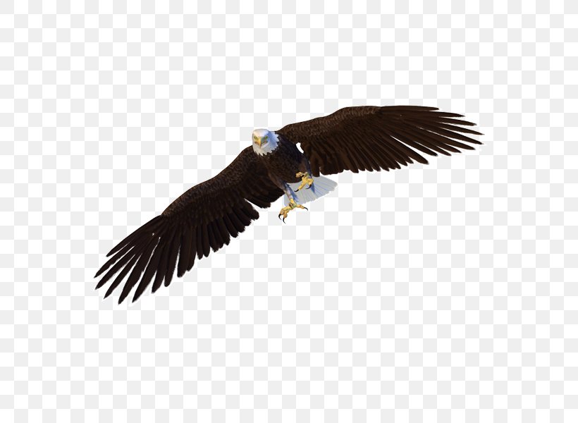 Bald Eagle Bird Hawk, PNG, 600x600px, Bird, Accipitriformes, Animal, Bald Eagle, Beak Download Free