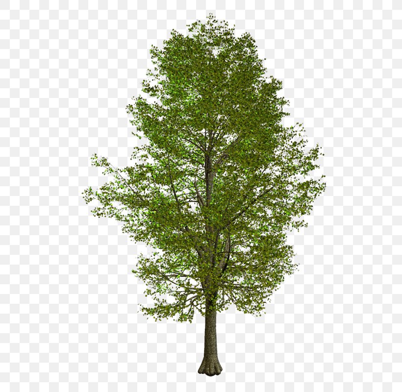 Branch American Sycamore Tree Clip Art, PNG, 557x800px, Branch, American Larch, American Sycamore, Birch, Canoe Birch Download Free